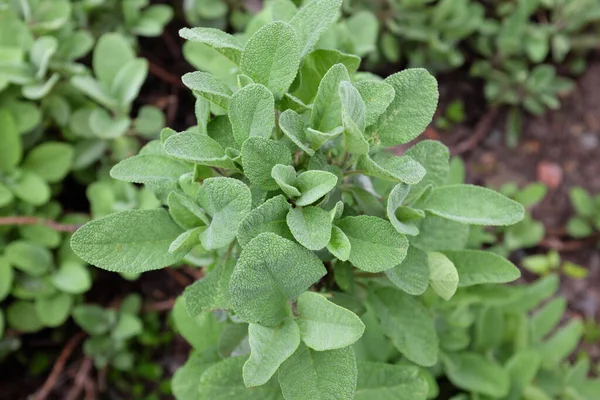 Salvia Officinalis Oesohberg Plantas Aire Libre 2020 — Foto de Stock