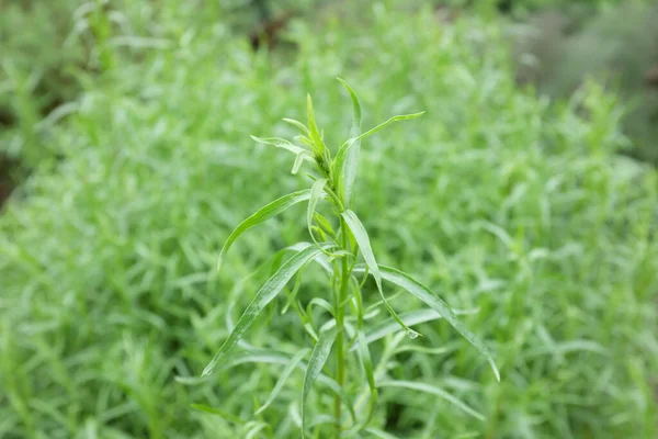 Artemisia Dracunculus Lamiaceae Plantas Livre 2020 — Fotografia de Stock