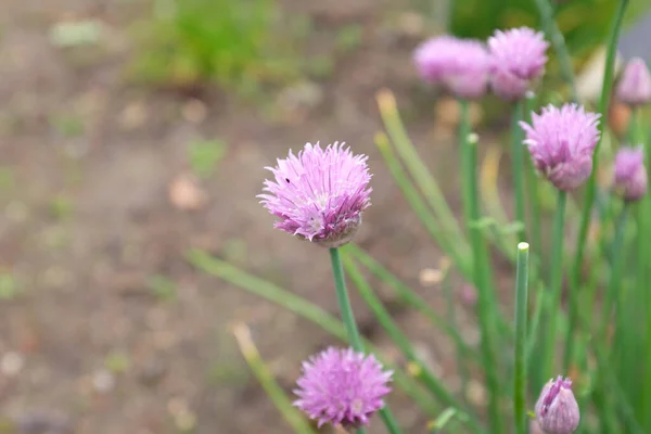 Allium Schoenoprasum Var Forescate Outdoor Plants 2020 — Stock Photo, Image