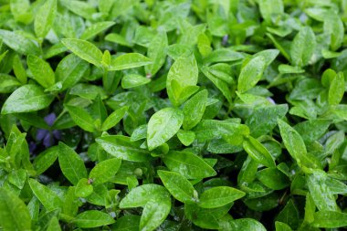 Vinca minor (Apocynaceae), açık hava bitkileri 2020