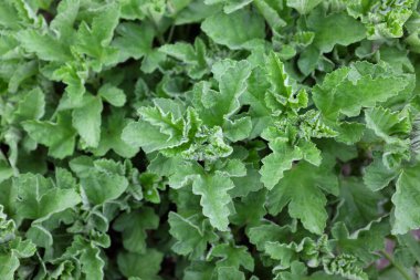 Althaea officinalis (Malvaceae), açık hava bitkileri 2020