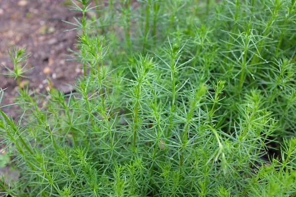 Galium Verum Rubiaceae Plantas Aire Libre 2020 —  Fotos de Stock