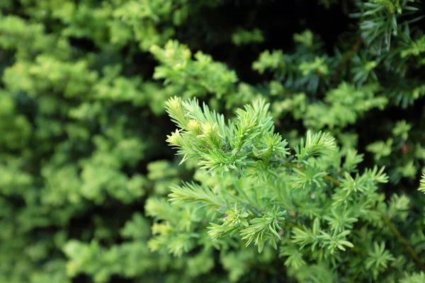 Taxus Baccata Common Yew Outdoor Plants 2020 — Stock Photo, Image