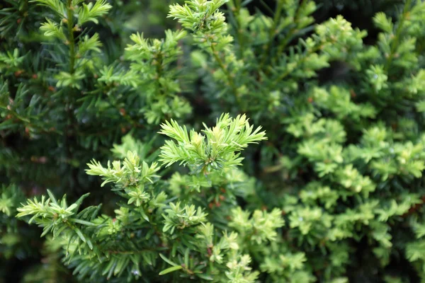 Taxus Baccata Common Yew Outdoor Plants 2020 — Stock Photo, Image