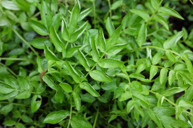 Polemonyum reptans (Polemoniaceae), açık hava bitkileri 2020