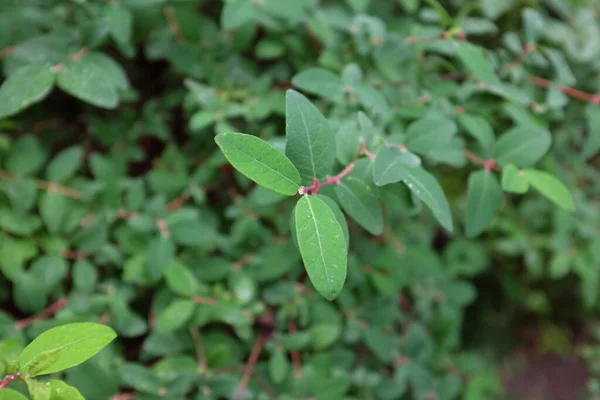 Lonicera Caerulea Caprifoliaceae Plantes Plein Air 2020 — Photo