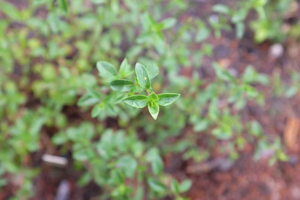 Thymus Lamiaceae Plantes Plein Air 2020 — Photo