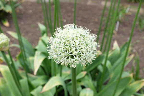 Hemerocallis Hybr Crystal Cameo Outdoor Plants 2020 — Stock Photo, Image