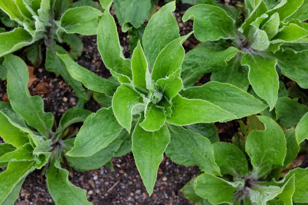 Digitalis Mertonensis Plantaginaceae Outdoor Plants 2020 — Stock Photo, Image