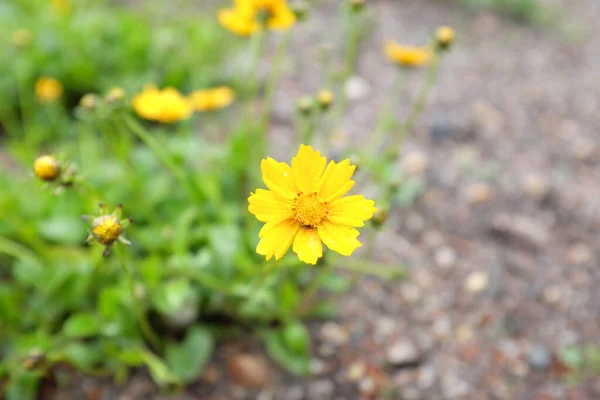 Coreopsis Auriculata Nana Freilandpflanzen 2020 — Stockfoto