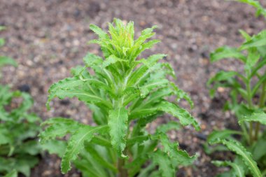Campanula medyumu (Cup and Saucer), 2020 açık hava bitkileri