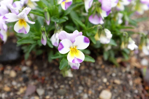 Viola Fehér Lila Virág Szabadtéri Növények 2020 — Stock Fotó