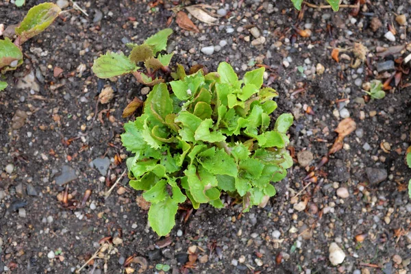 Mimulus Luteus Phrymaceae Outdoor Plants 2020 — Stock Photo, Image