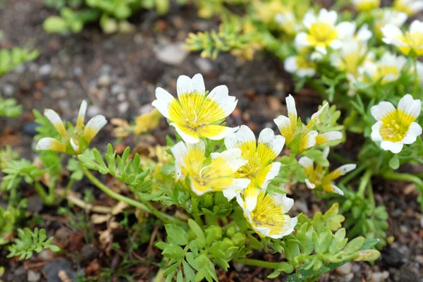 Limnanthes Douglasii Limnanthaceae Outdoor Plants 2020 — Stock Photo, Image
