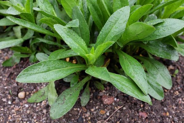 Leucanthemum Superbum Juno Outdoor Plants 2020 — Stock Photo, Image