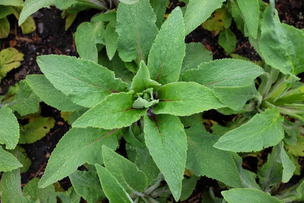 Digitalis Monstrosa Plantas Aire Libre 2020 — Foto de Stock