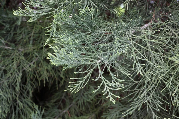 Sequoiadendron Giganteum Plantas Livre 2020 — Fotografia de Stock