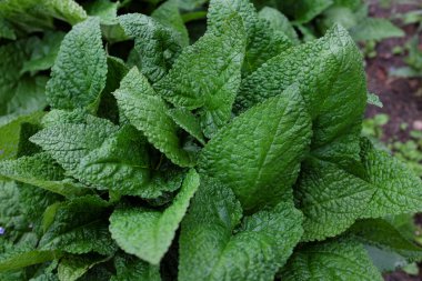 Salvia hybr. (Amber), Açık hava bitkileri 2020