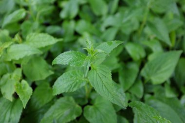 Campanula punctata (Alba), açık hava bitkileri 2020