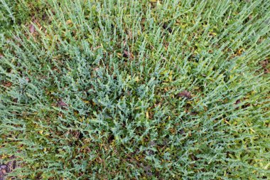 Dianthus deltoides (Kuzey Kutbu Yangını), açık hava bitkileri 2020