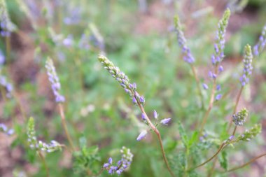 Veronica austriaca (Plantaginaceae), açık hava bitkileri 2020