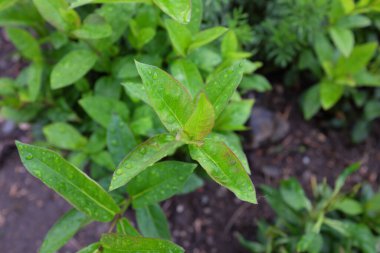 Phlox paniklemiş (Butonik), 2020 açık hava bitkileri