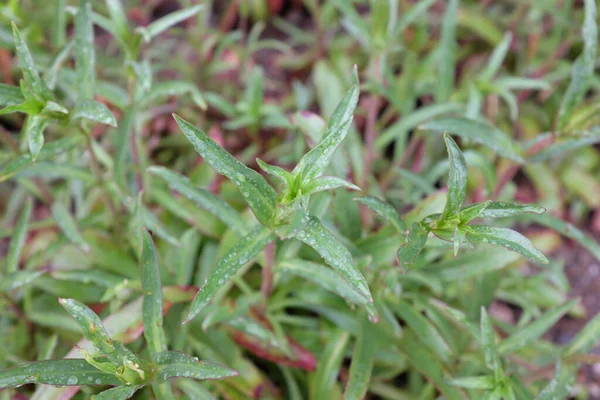 Penstemon Barbatus Twizzle Piante Esterno 2020 — Foto Stock