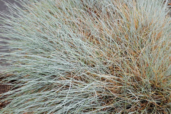 Festuca Valesiaca Poaceae 2020 — 스톡 사진