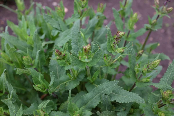 Salvia Nemorosa Wesuwe Plantas Exterior 2020 — Foto de Stock