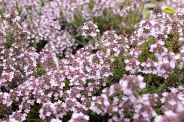 Thymus hybr. (Peter Davis), açık hava bitkileri 2020