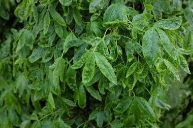 Laburnum alpinyumu (sarkacı), açık hava bitkileri 2020