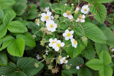 Fragaria viridis (Rosaceae), açık hava bitkileri 2020