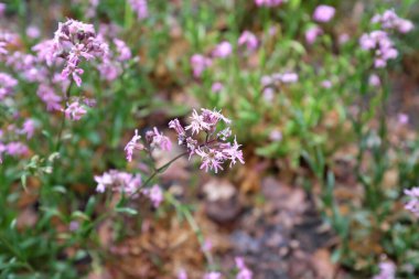 Lychnis flos-cuculi (Caryophyllaceae), açık hava bitkileri 2020