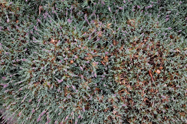 Dianthus Hybr Sonntagkind Plantas Livre 2020 — Fotografia de Stock