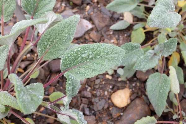 Rhodiola Linearifolia Crassulaceae Plantes Plein Air 2020 — Photo