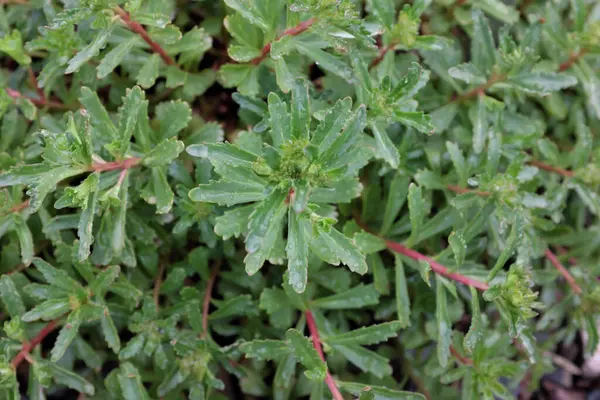 Sedum Kamtschaticum Elacombianum Plantas Aire Libre 2020 —  Fotos de Stock