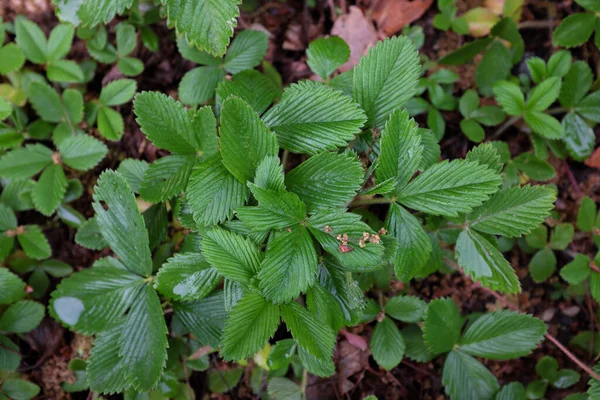 Fragaria Moschata Rosaceae Piante Esterno 2020 — Foto Stock