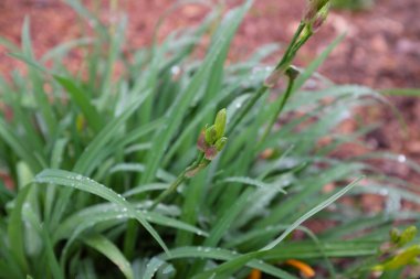 Hemerocallis sp. (Xanthorrhoeaceae), açık hava bitkileri 2020