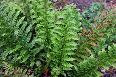 Polistikum aculeatum (Dryopteridaceae), açık hava bitkileri 2020