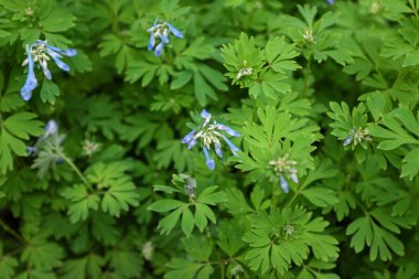 Corvdalis hybr. (Craigton Blue), 2020 açık hava bitkileri