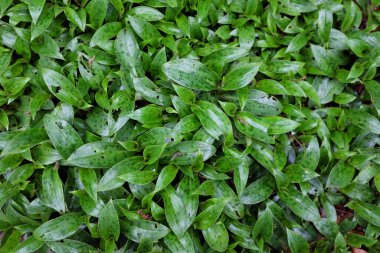 Tricyrtis hybr. (Hobane), 2020 açık hava bitkileri