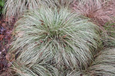 Carex komanları (Cyperaceae), açık hava bitkileri 2020