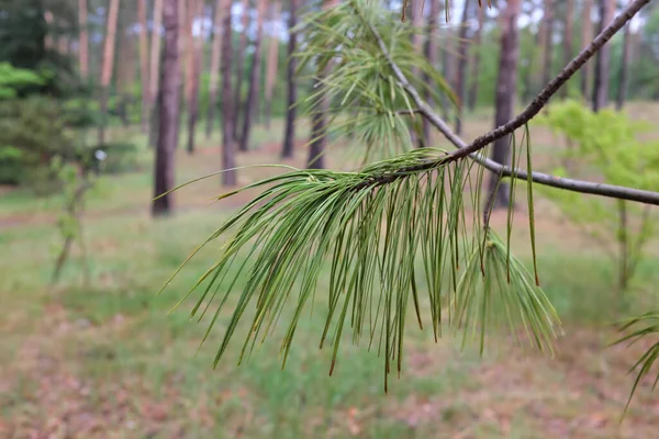 Pinus Wallichiana Pinaceae Szabadtéri Növények 2020 — Stock Fotó