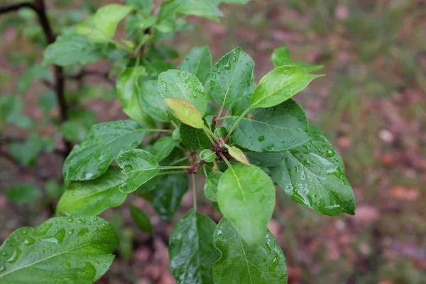 Malus Sikkimensis Rosaceae Plantes Plein Air 2020 — Photo