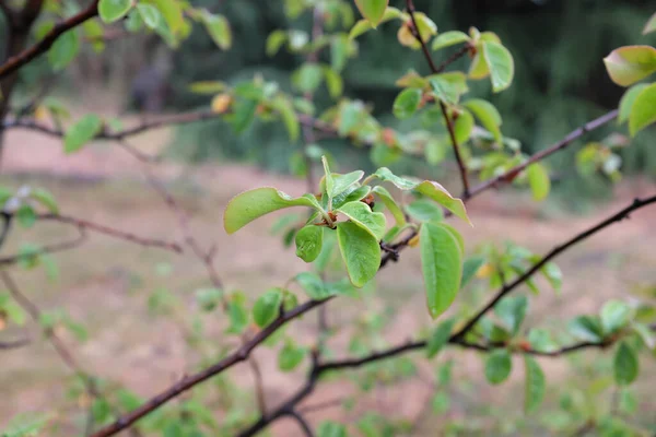 Pseudocydonia Sinensis Plantes Plein Air 2020 — Photo