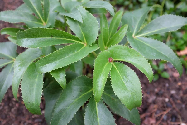 Helleborus Argutifolius Ranunculaceae Açık Hava Bitkileri 2020 — Stok fotoğraf