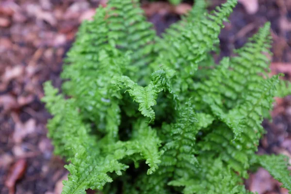 Dryopteris Affinis Crispa Congesta Plantas Livre 2020 — Fotografia de Stock