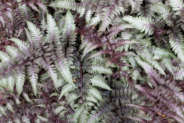 Athyrium Niponicum Bellezza Rossa Piante Esterno 2020 — Foto Stock