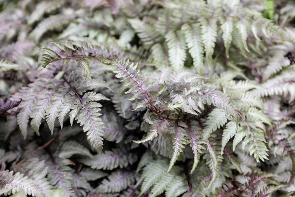 Athyrium Niponicum Kırmızı Güzel 2020 Açık Hava Bitkileri — Stok fotoğraf