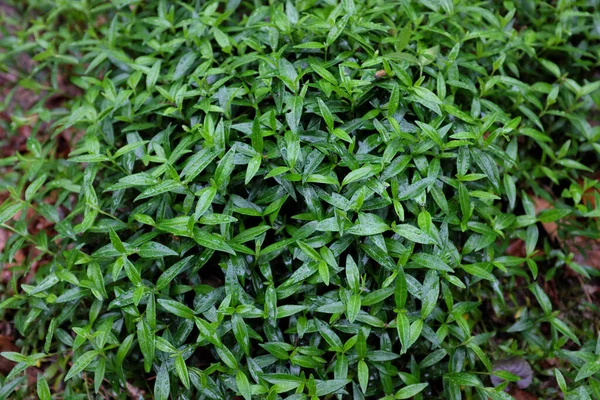 Vinca Minor Sabinka Outdoor Plants 2020 — Stock Photo, Image